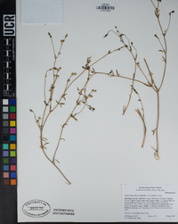 Allophyllum violaceum image