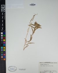 Collomia linearis image