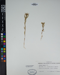 Collomia linearis image