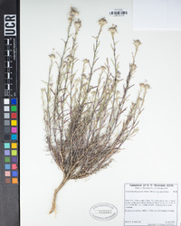 Eriastrum densifolium image