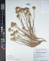 Eriastrum densifolium image