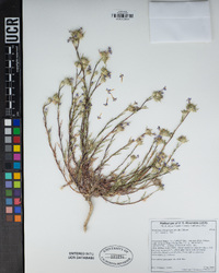 Eriastrum densifolium image