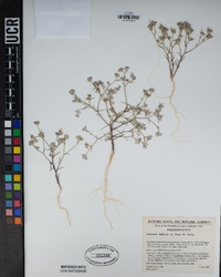 Eriastrum diffusum image