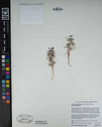 Eriastrum pluriflorum image