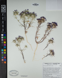 Eriastrum pluriflorum image