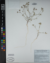 Eriastrum sapphirinum subsp. ambiguum image