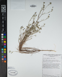 Eriastrum sapphirinum image