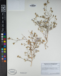 Eriastrum sapphirinum image