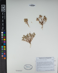 Eriastrum sapphirinum image