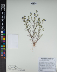 Eriastrum sapphirinum image