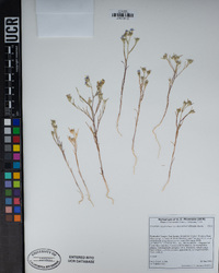 Eriastrum sapphirinum image