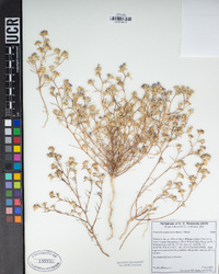 Eriastrum sapphirinum image