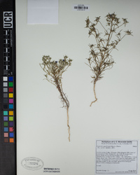 Eriastrum sapphirinum image