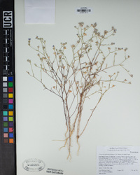 Eriastrum sapphirinum subsp. sapphirinum image