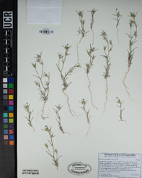 Eriastrum signatum image