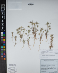 Eriastrum tracyi image