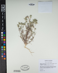 Eriastrum brandegeeae image