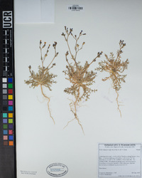 Gilia aliquanta var. breviloba image
