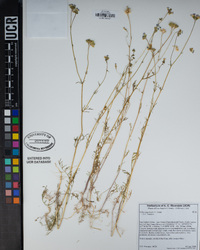 Gilia angelensis image