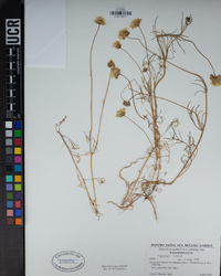 Gilia angelensis image