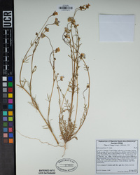 Gilia angelensis image