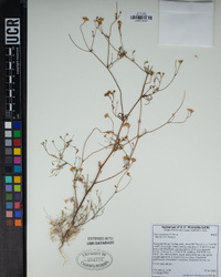 Gilia angelensis image