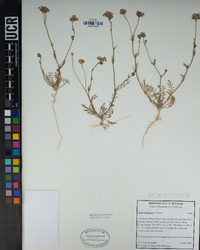 Gilia angelensis image