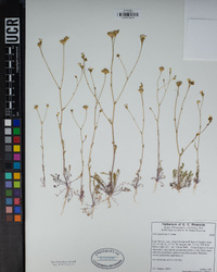 Gilia angelensis image