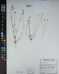 Gilia angelensis image