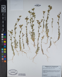 Gilia brecciarum subsp. neglecta image