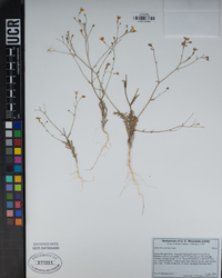 Gilia brecciarum image