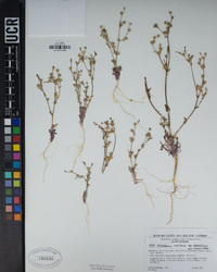 Gilia brecciarum image