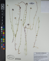 Gilia capitata subsp. mediomontana image