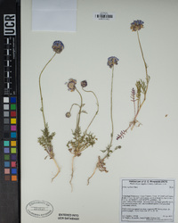 Gilia capitata image