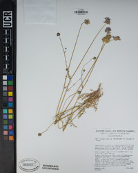 Gilia capitata image