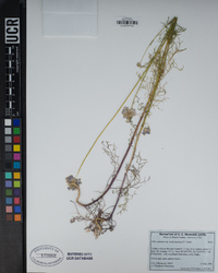 Gilia capitata subsp. mediomontana image