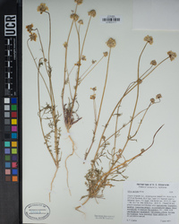 Gilia capitata image