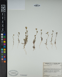 Gilia clivorum image