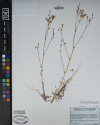 Gilia diegensis image