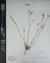 Gilia diegensis image