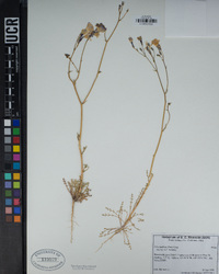 Gilia latiflora image