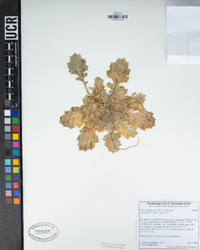 Aliciella latifolia image