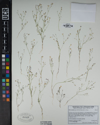 Navarretia leptalea image