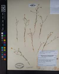 Navarretia leptalea image