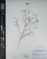 Navarretia leptalea image