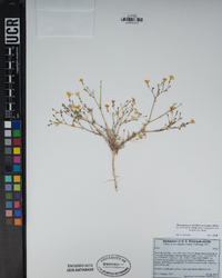 Gilia leptantha image