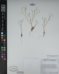 Gilia leptantha image