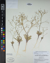 Aliciella leptomeria image