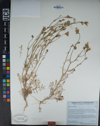 Gilia nevinii image