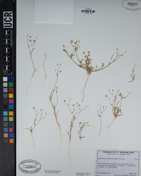 Gilia ochroleuca image